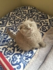 Scottish fold