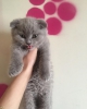 Scottish fold