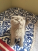 Scottish fold