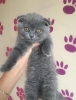 Scottish fold