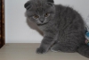 Scottish fold