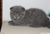 Scottish fold