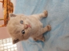 Scottish fold