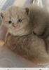 Scottish fold