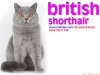 Scottish fold & biriti shorthair kedi sat