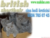 Scottish fold & biriti shorthair kedi sat