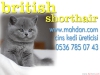 Scottish fold & biriti shorthair kedi sat