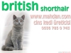 Scottish fold & biriti shorthair kedi sat