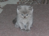 Scottish fold, british shorthair