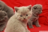 Scottish fold, british shorthair