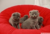 Scottish fold, british shorthair