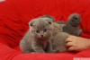 Scottish fold, british shorthair