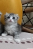 Scottish fold dii