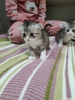 Scottish fold dii