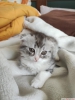 Scottish fold dii