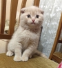 Scottish fold erkek bal rengi