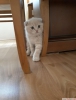 Scottish fold erkek bal rengi