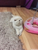 Scottish fold erkek bal rengi