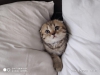 Scottish fold golden tabby