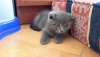 Scottish fold kedi yavrusu creti grlr