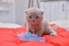 Scottish fold , scottish straight cretli sahiplendirme