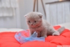 Scottish fold , scottish straight cretli sahiplendirme