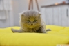 Scottish fold , scottish straight cretli sahiplendirme