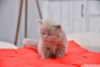 Scottish fold , scottish straight cretli sahiplendirme