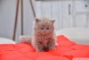 Scottish fold , scottish straight cretli sahiplendirme