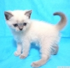 Scottish fold, scottish straight ve britishshorthair yavru