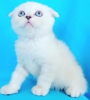 Scottish fold ve scottish straight bebeklerim