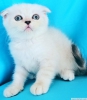 Scottish fold ve scottish straight bebeklerim