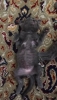 Scottish fold yavru kediler