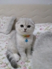 Scottishfold full secere