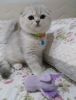 Scottishfold full secere