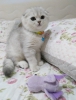 Scottishfold full secere