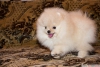 Şecereli pomeranian
