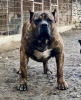 ecereli presa canario yavrular