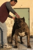 ecereli presa canario yavrular