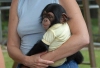 empanze maymunlar iin bebekler iin yeni bir eve ihtiyacm