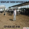 Seraylar Hayvanclk Buzal nekler Ve Gebe Dveler Satlkt