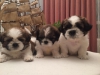 Serifikal shih tzu