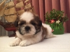 Serifikal shih tzu