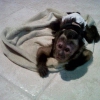 Sevecen bir ev arayan sevimli capuchin maymunu ...