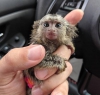 Sevecen marmoset maymunlar evlat edinilmeye hazr5454