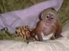 Sevgi akll capuchin maymunlar