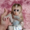 Sevgi dolu capuchin maymunu