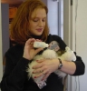 Sevgi dolu ve sosyallemi bebek capuchin maymunlarn gr