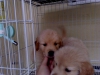 Sevimli akc golden retriever puppy - 10 haftalk erkek