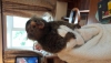 Sevimli bebek ocuk marmoset maymun
